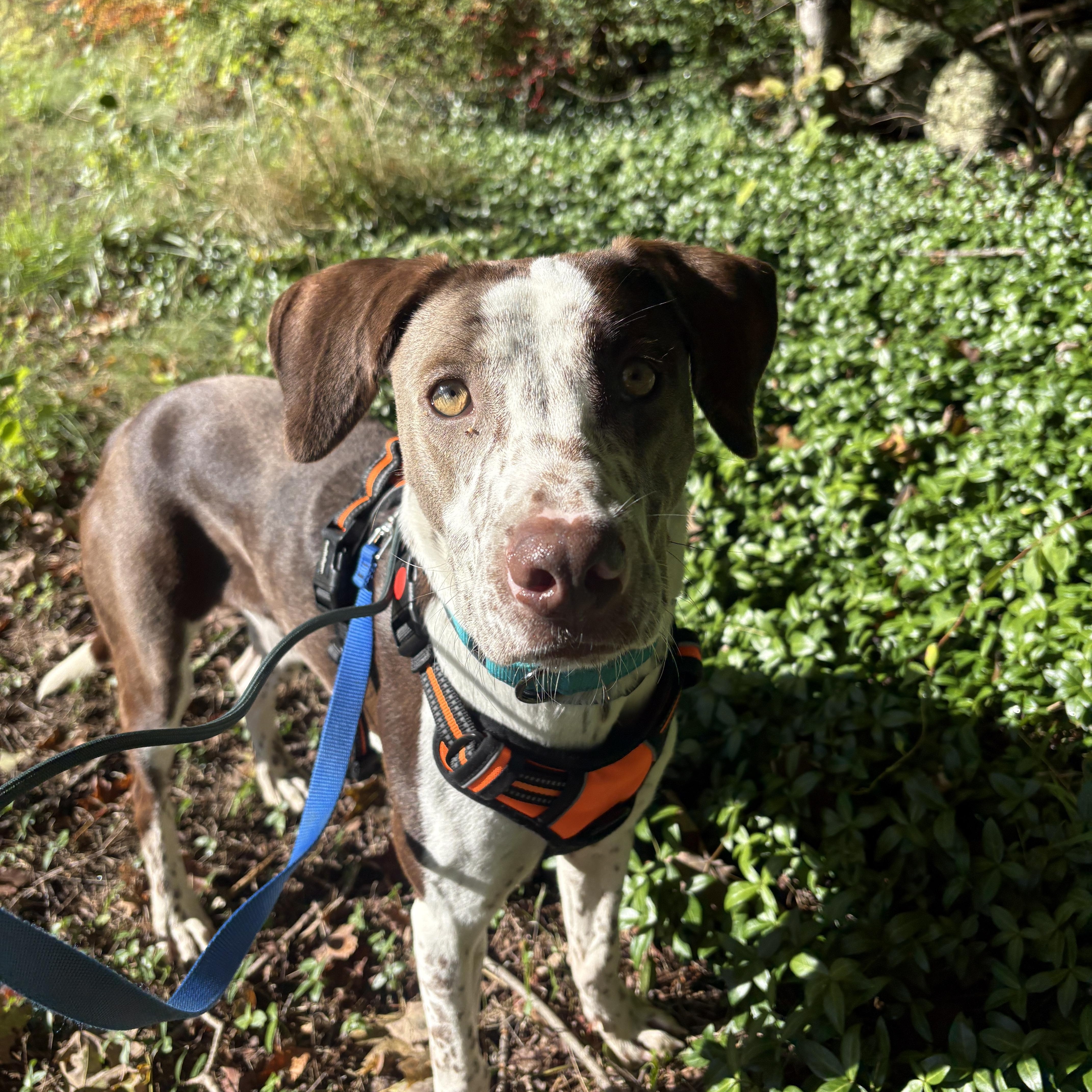 A baby medium-sized male Bicolor English Pointer dog named Chance for adoption in New Boston, NH
