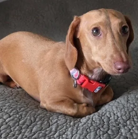 An adult small-sized male Red / Chestnut / Orange Miniature Dachshund dog named Buster for adoption in Portland, OR