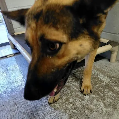 An adult medium-sized female German Shepherd Dog dog named Mr.Pickles for adoption in Bastrop, TX