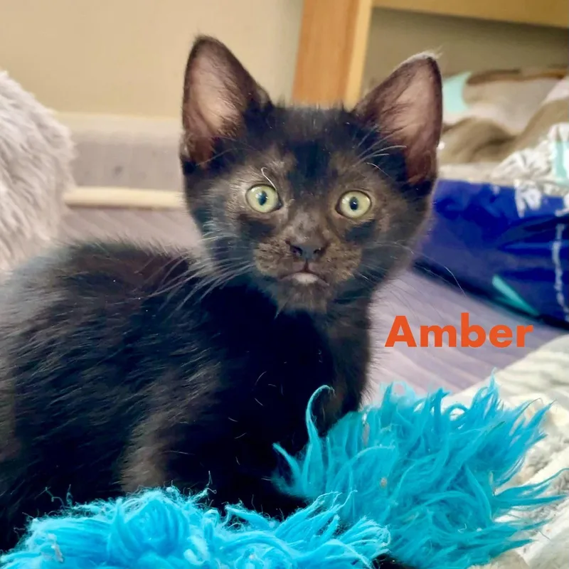 A baby medium-sized female Black Domestic Short Hair cat named Amber for adoption in Reston, VA