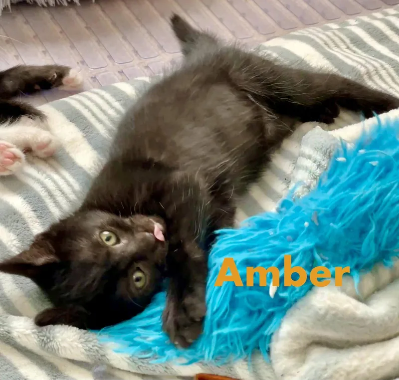 Amber thumbnail 2