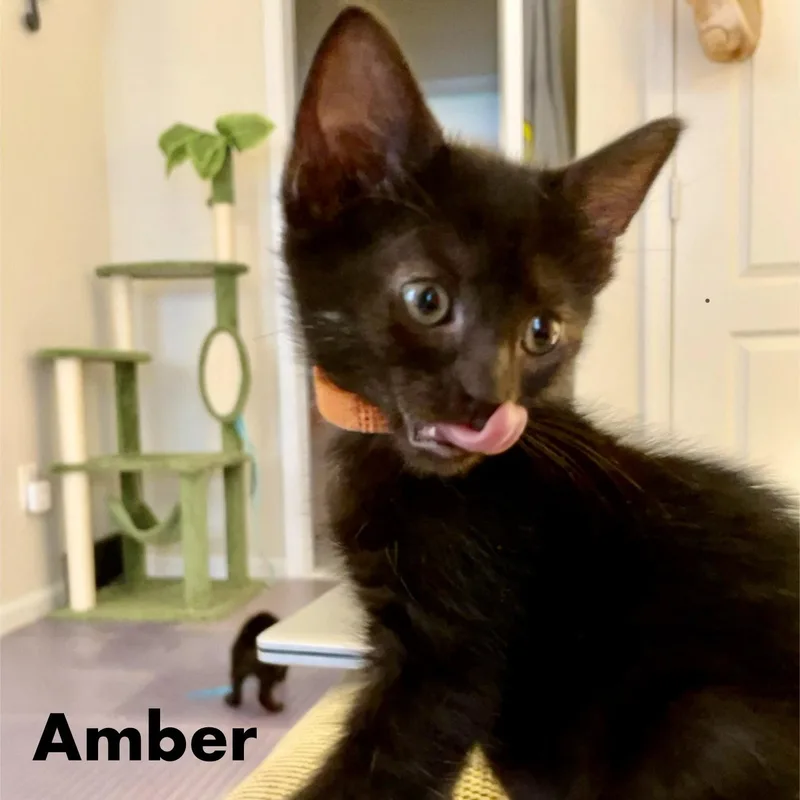 Amber thumbnail 3
