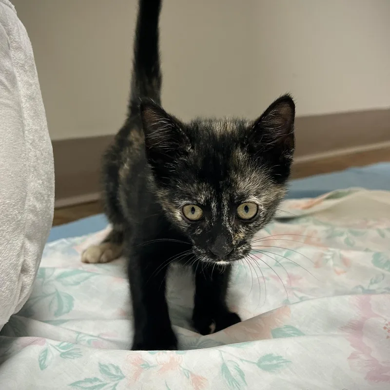 A baby medium-sized female Tortoiseshell cat named Puma for adoption in Seymour, TN