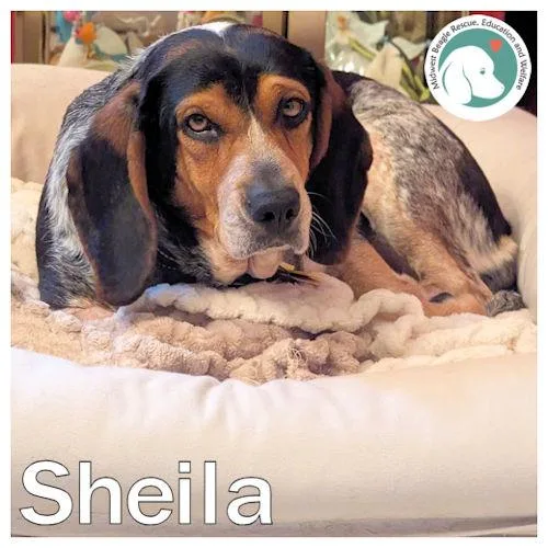 Sheila thumbnail 6