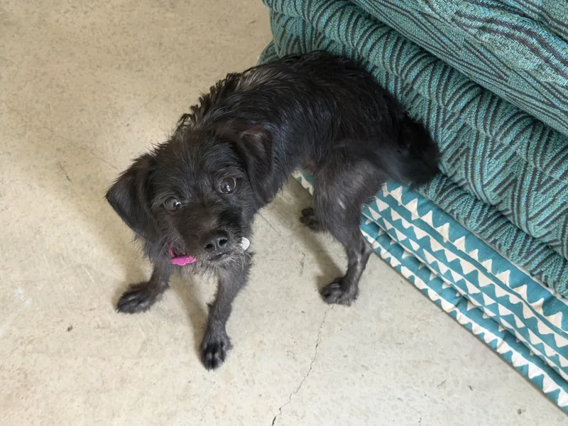 An adult small-sized male Black Brussels Griffon dog named Banjo for adoption in San Antonio, TX