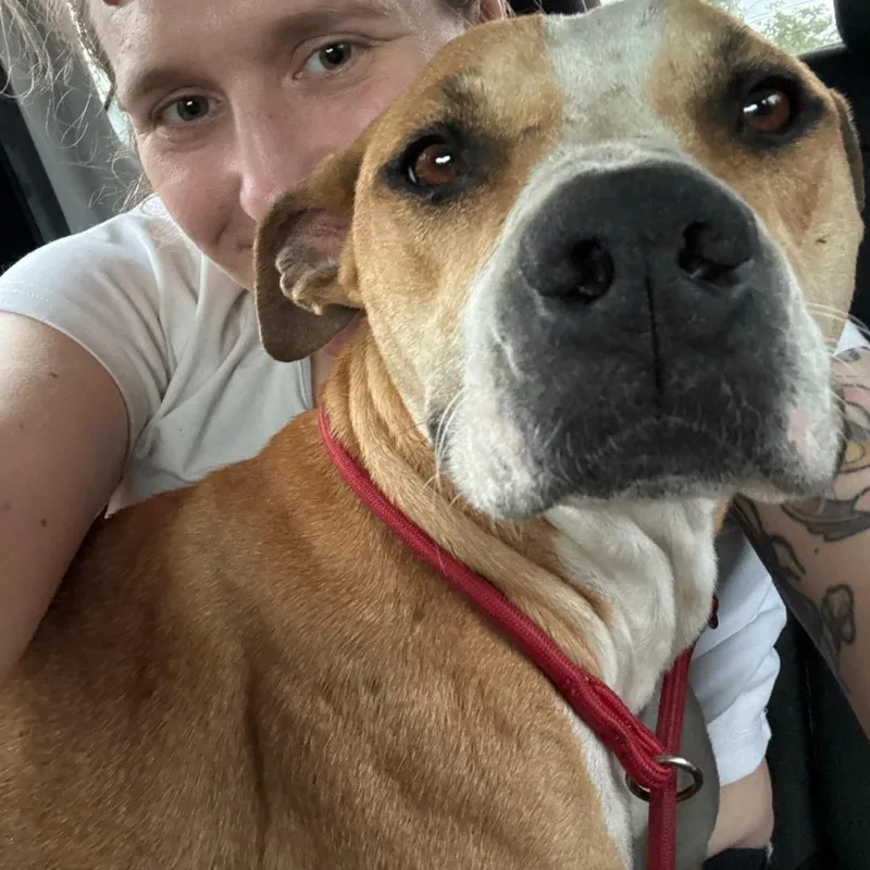 An adult medium-sized female Brown / Chocolate Mixed Breed dog named Sassy for adoption in Volcano, HI