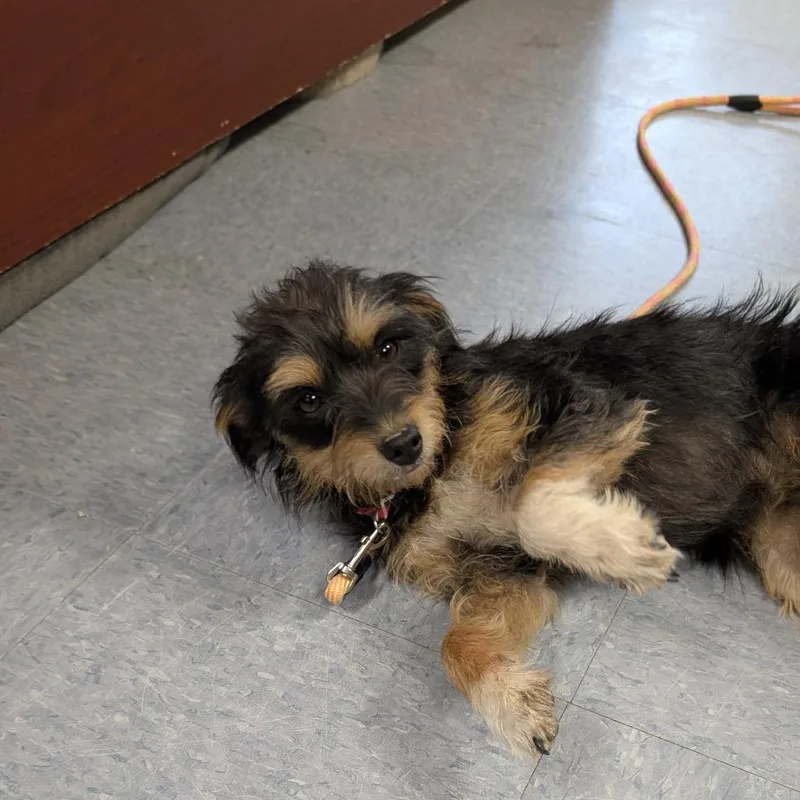 An adult small-sized female Black Mixed Breed dog named Honeywell for adoption in Buffalo, WY
