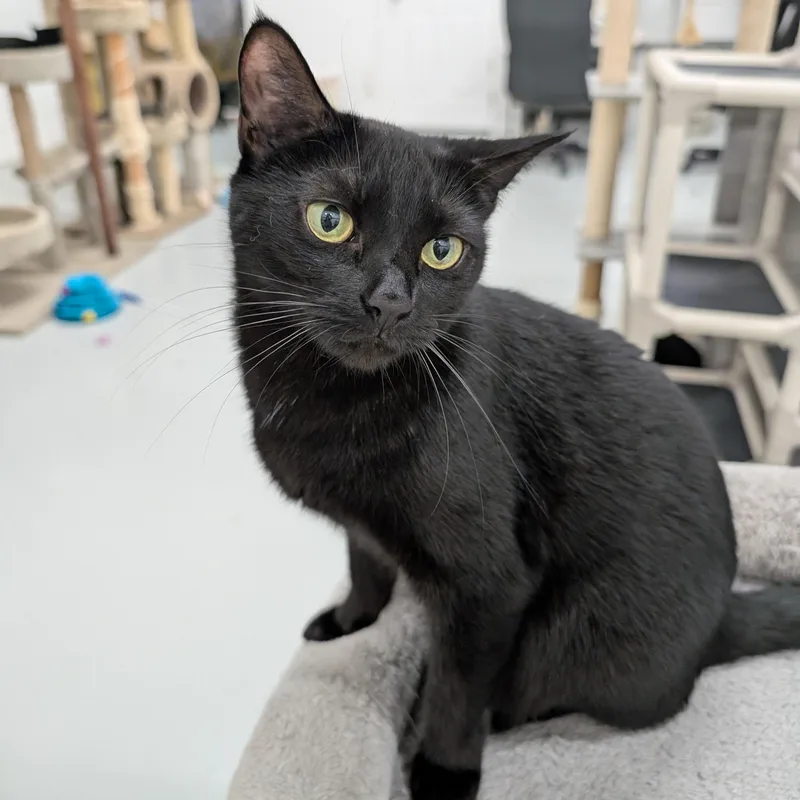 A young medium-sized female Black Domestic Short Hair cat named Meep for adoption in West Palm Beach, FL