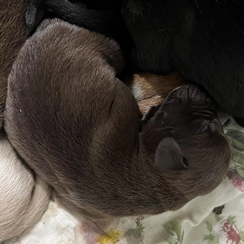 A baby small-sized female Brown / Chocolate Labrador Retriever dog named Cinnamon for adoption in Hohenwald, TN