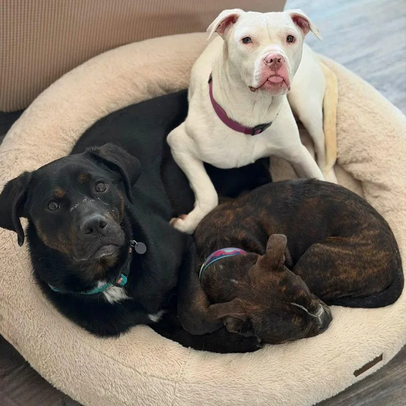 An adult medium-sized male Hound dog named Outlaw Potato for adoption in Bloomfield, CT