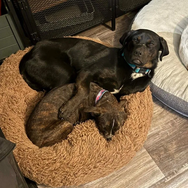 Outlaw Potato thumbnail 2