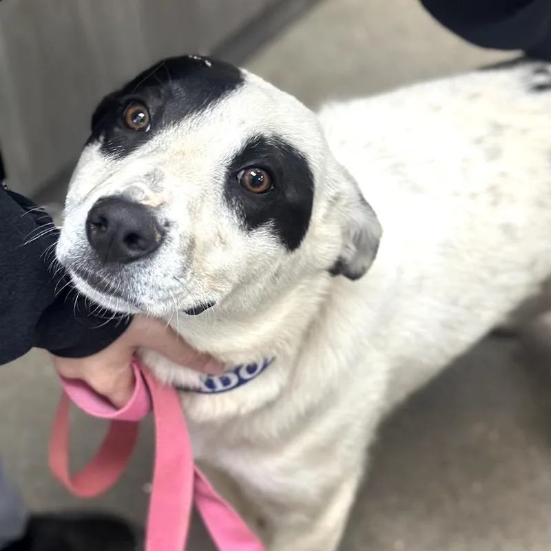 Fwt Jester thumbnail 2