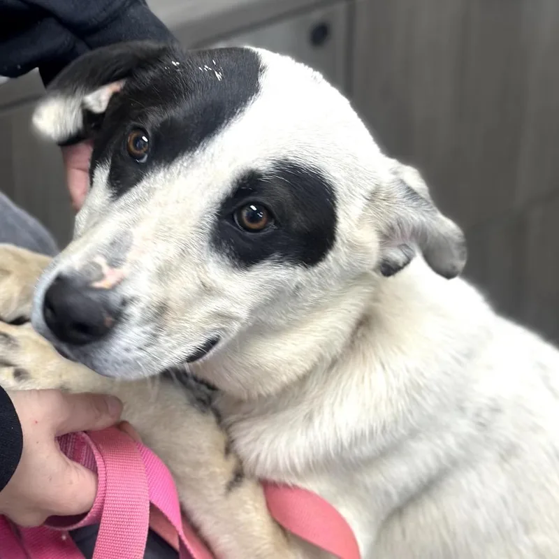 Fwt Jester thumbnail 3