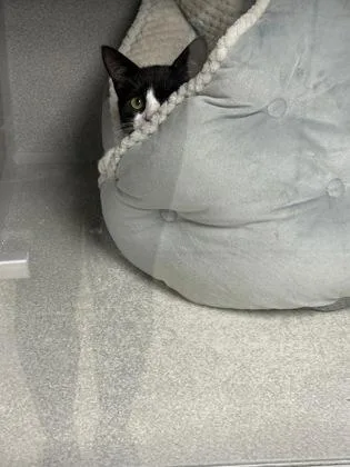 A baby small-sized male Domestic Short Hair cat named Froyo for adoption in East Brookfield, MA