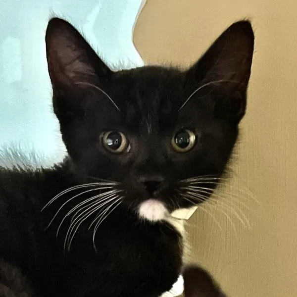 A baby small-sized male Domestic Short Hair cat named Babadook for adoption in Walnut Creek, CA