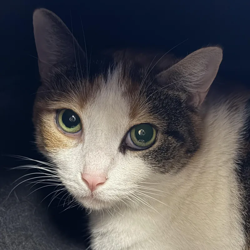 A young medium-sized female Calico Domestic Short Hair cat named Autumn for adoption in Cooperstown, NY