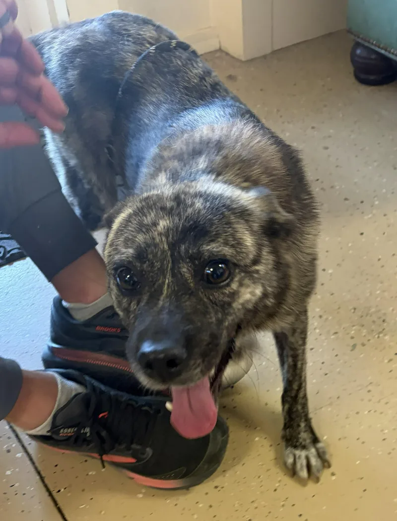 An adult medium-sized female Brindle Shiba Inu dog named Myrtle for adoption in Mount Sterling, KY