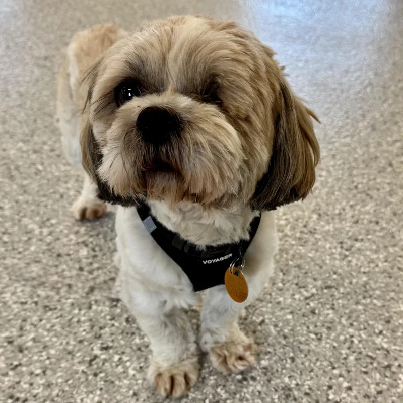 Jaffa Savor thumbnail 2