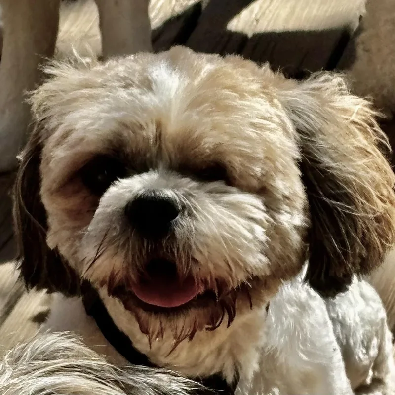 Jaffa Savor thumbnail 3