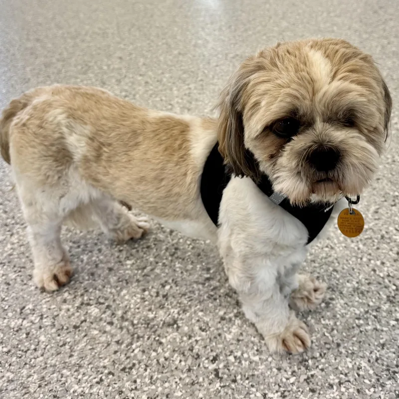 Jaffa Savor thumbnail 4