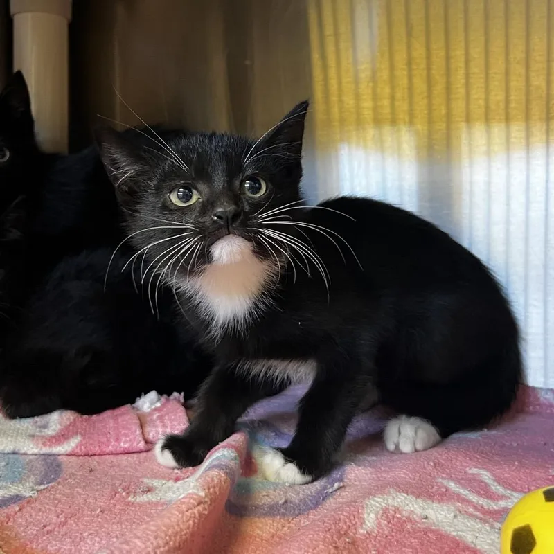 A baby small-sized female Black Domestic Short Hair cat named Mae for adoption in Harrisville, WV