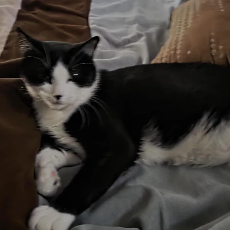 A young medium-sized male Black Domestic Short Hair cat named Tommy for adoption in Chaska, MN