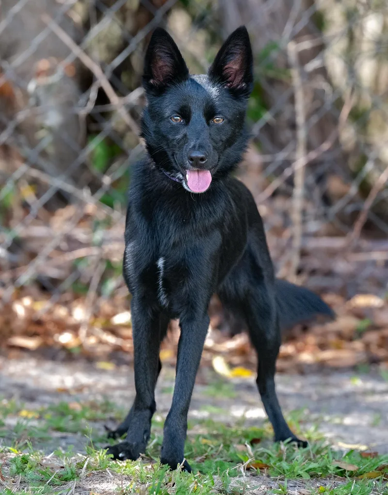 Baby Boo thumbnail 4