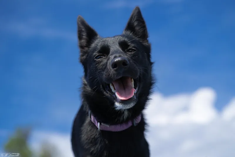 Baby Boo thumbnail 5