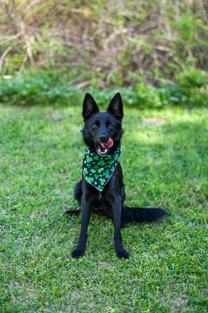 Baby Boo thumbnail 6