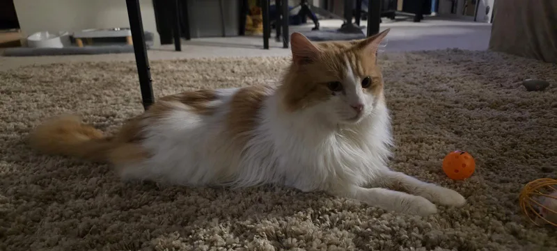 Sweet Potato thumbnail 2