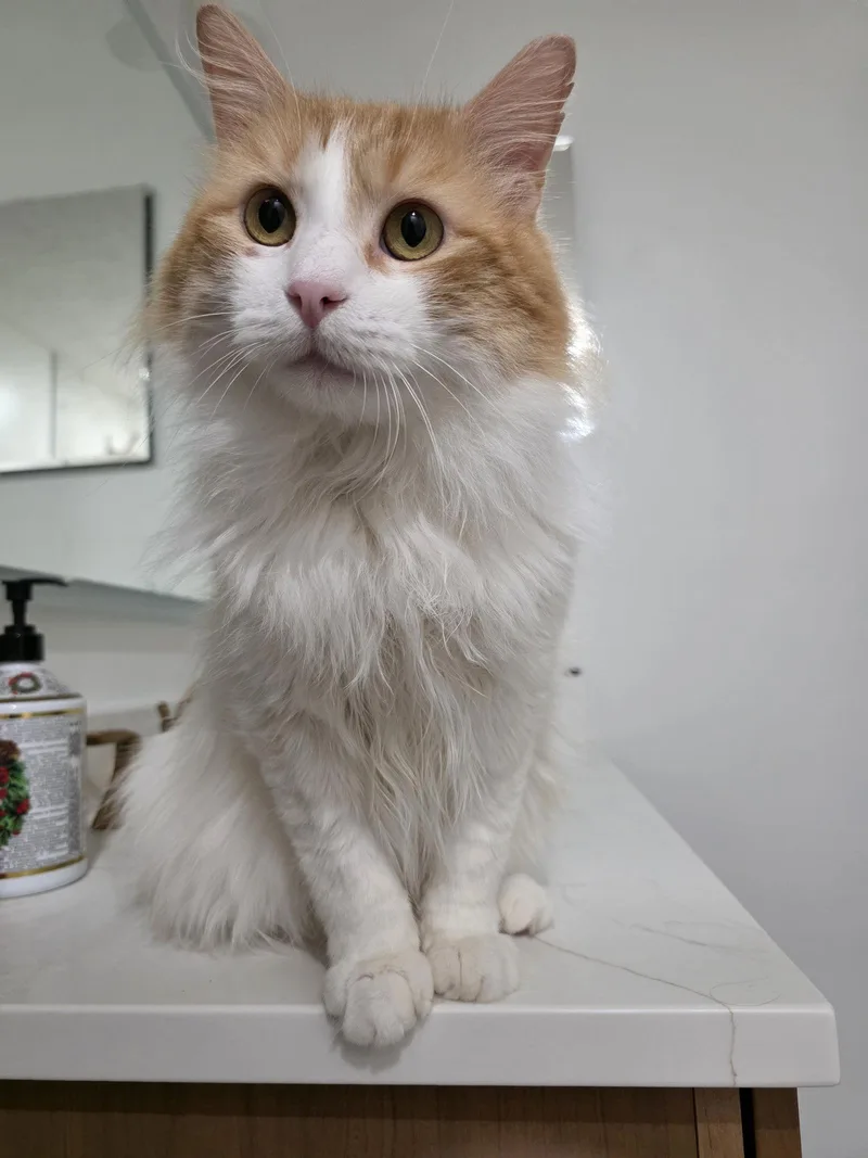 Sweet Potato thumbnail 3