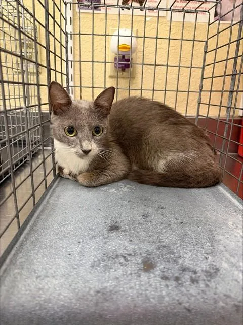 A young medium-sized female Domestic Short Hair cat named Stacey for adoption in Fort Myers, FL
