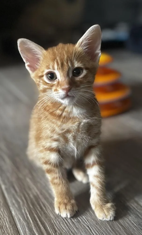 Coconut