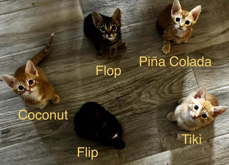 Coconut thumbnail 4