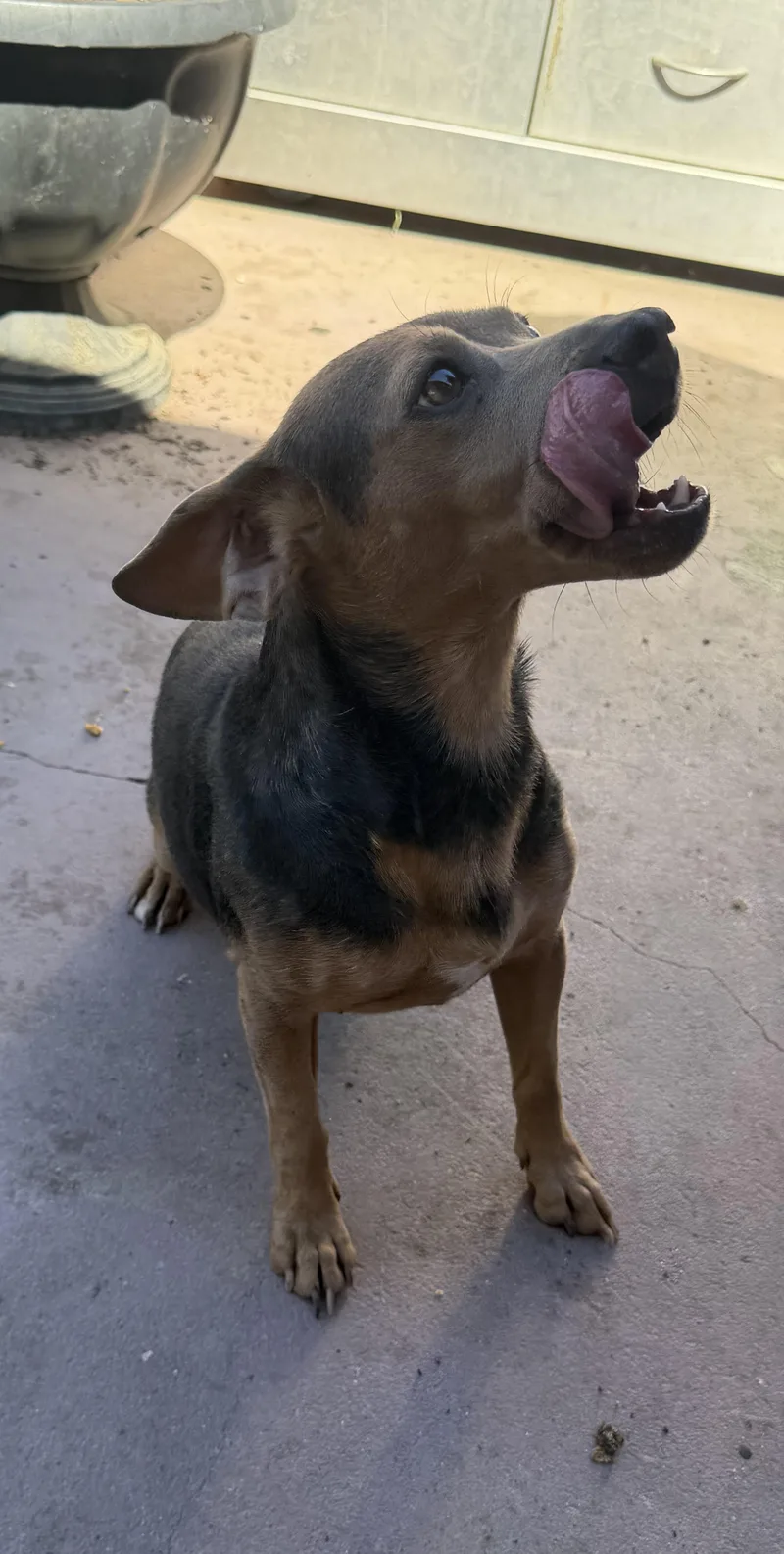 An adult small-sized female Brown / Chocolate Chihuahua dog named Symphony for adoption in Oakdale, CA