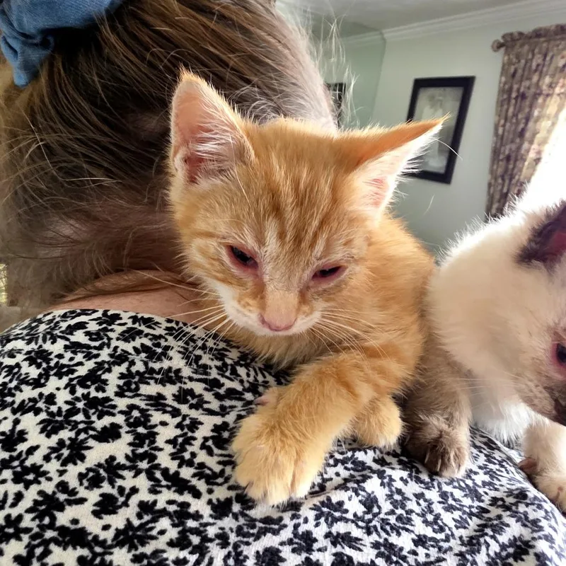 A baby small-sized male Orange / Red Domestic Short Hair cat named Simba for adoption in Grantsville, UT