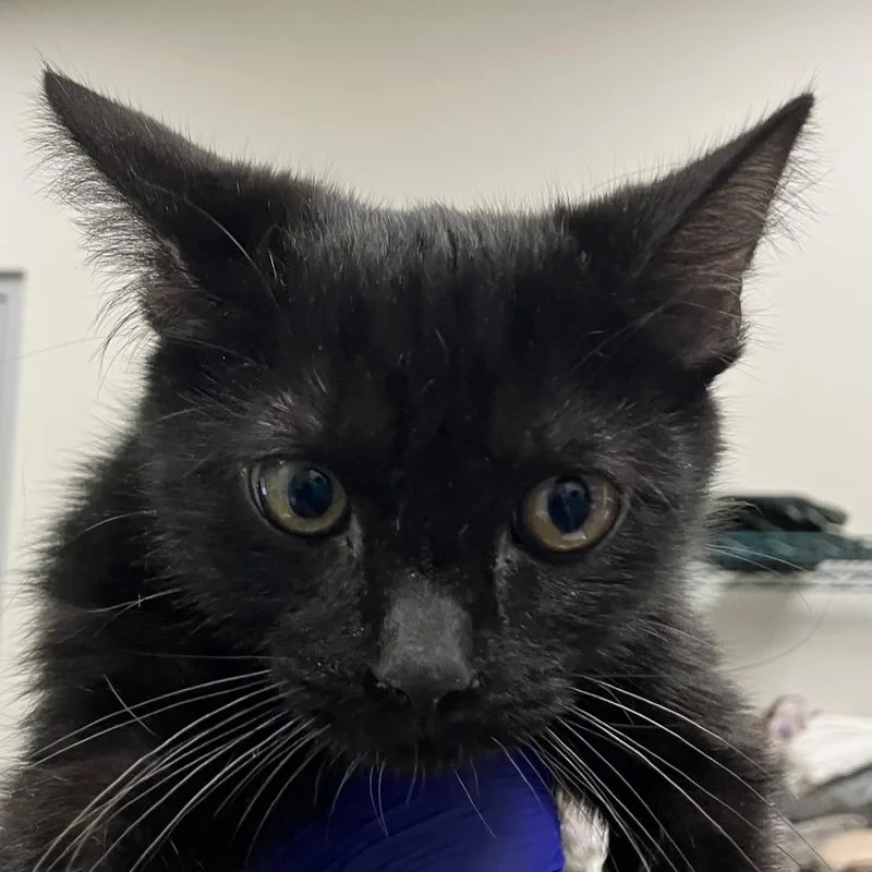 A young small-sized male Black Domestic Short Hair cat named Misty for adoption in Las Cruces, NM