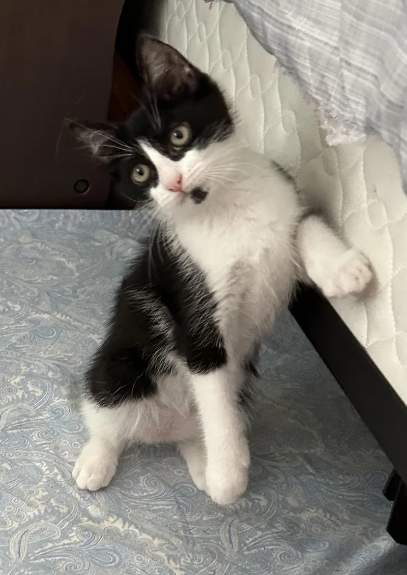 A baby medium-sized male Black & White / Tuxedo Domestic Short Hair cat named Flaco for adoption in Salt Point, NY