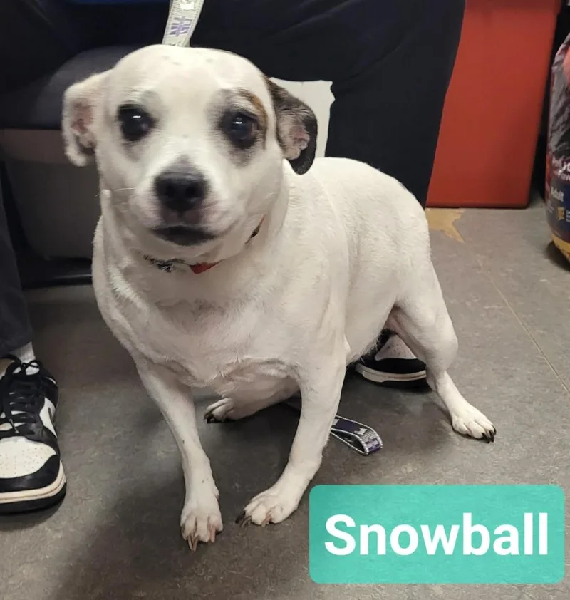 Snowball thumbnail 2
