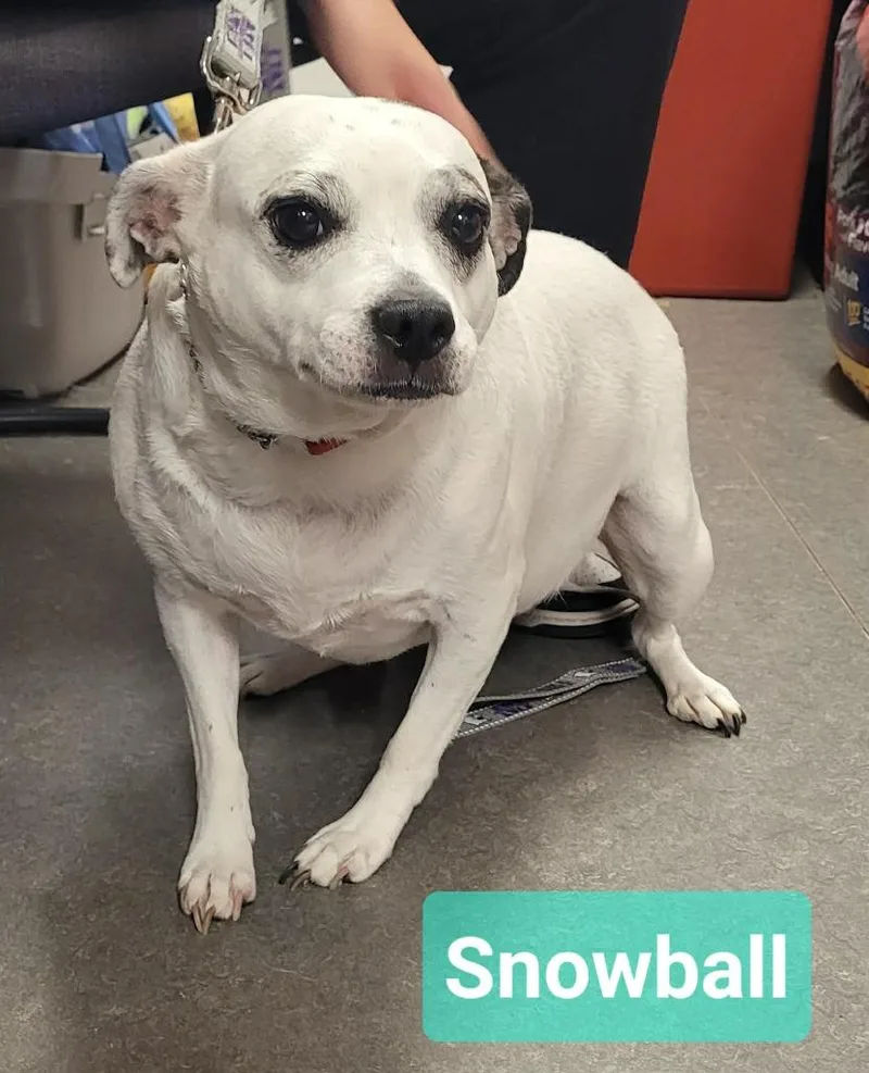 Snowball thumbnail 3