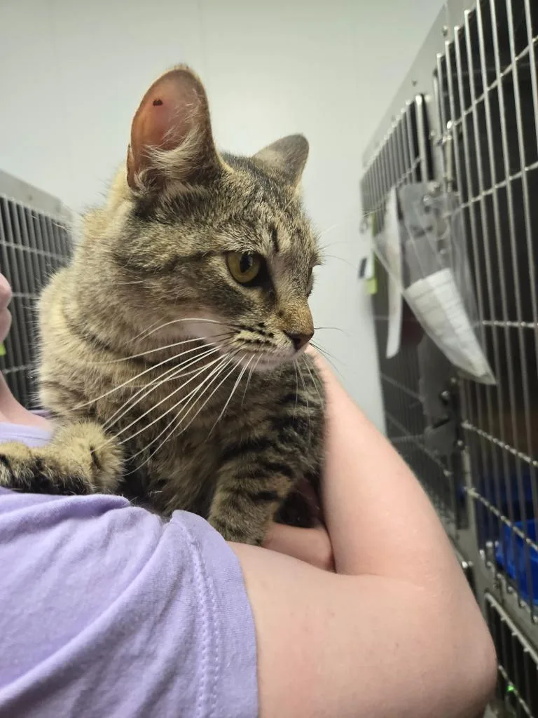A young medium-sized female Domestic Short Hair cat named Adora for adoption in Mount Gilead, NC
