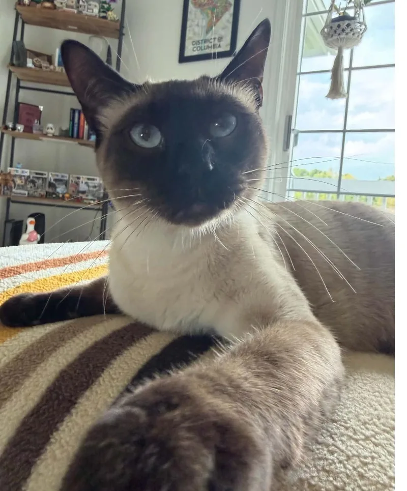 A young medium-sized male Siamese cat named Zenitsu for adoption in Fairborn, OH