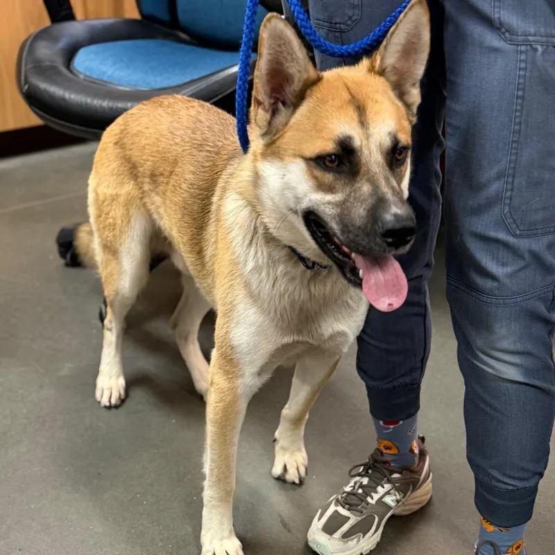 An adult large-sized male Yellow / Tan / Blond / Fawn Jindo dog named Charlie for adoption in Idaho Falls, ID
