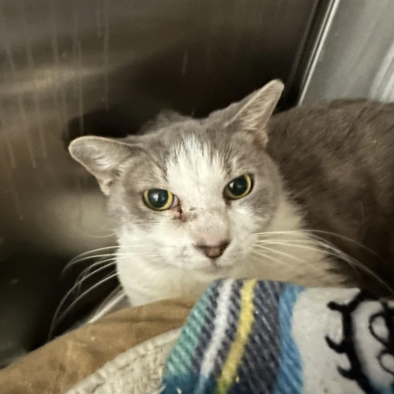 An adult large-sized female Gray & White Domestic Short Hair cat named ChiChi for adoption in Margate, FL