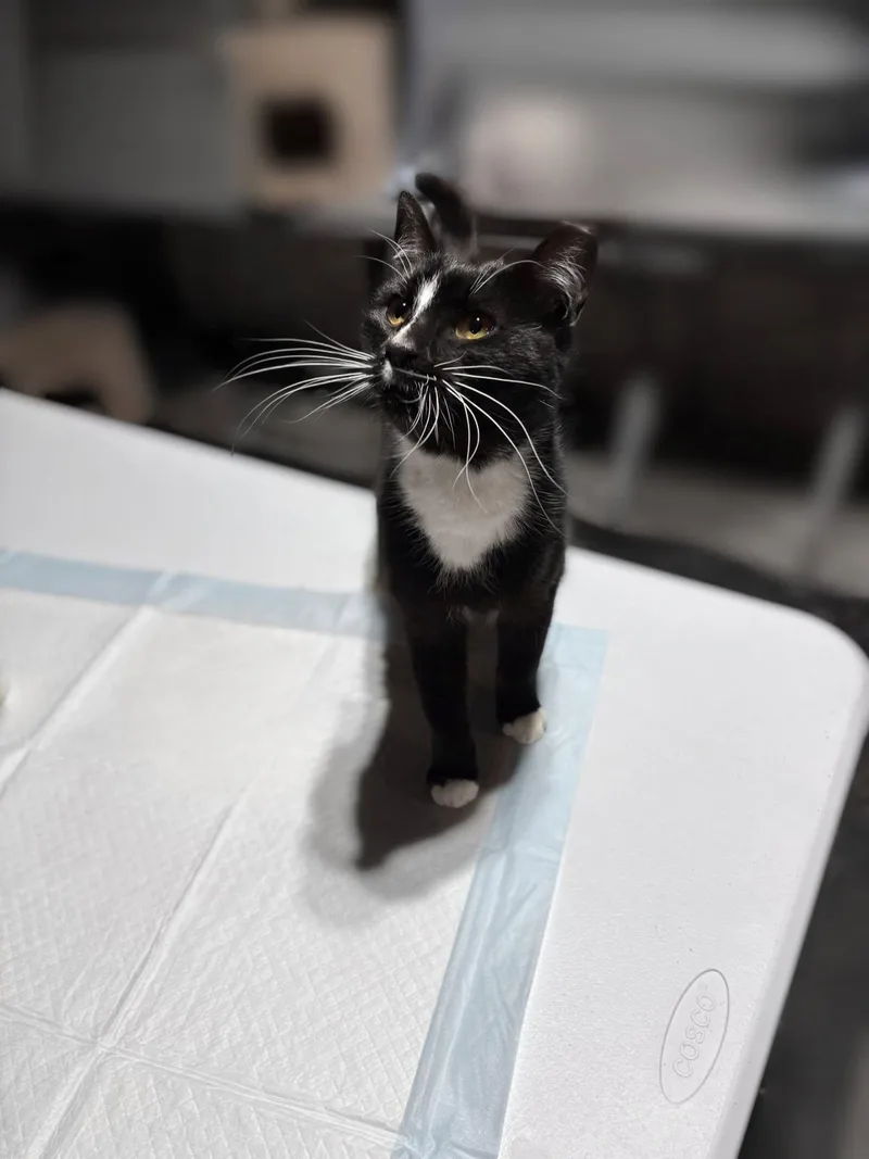 Razzle & Dazzle thumbnail 2