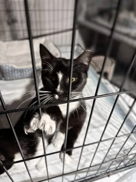 Razzle & Dazzle thumbnail 3