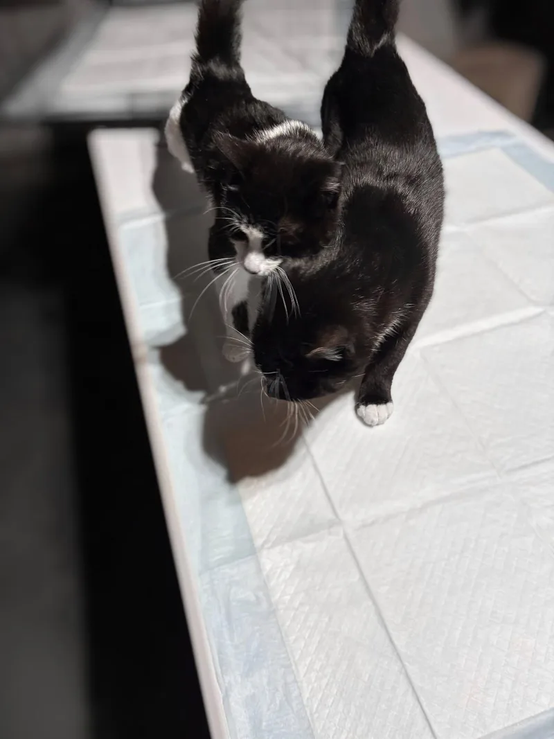 Razzle & Dazzle thumbnail 4