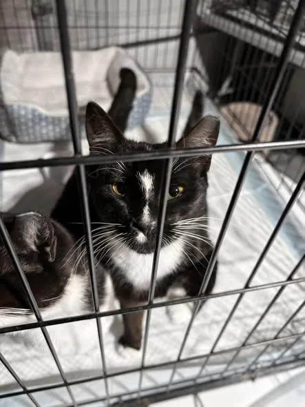 Razzle & Dazzle thumbnail 6