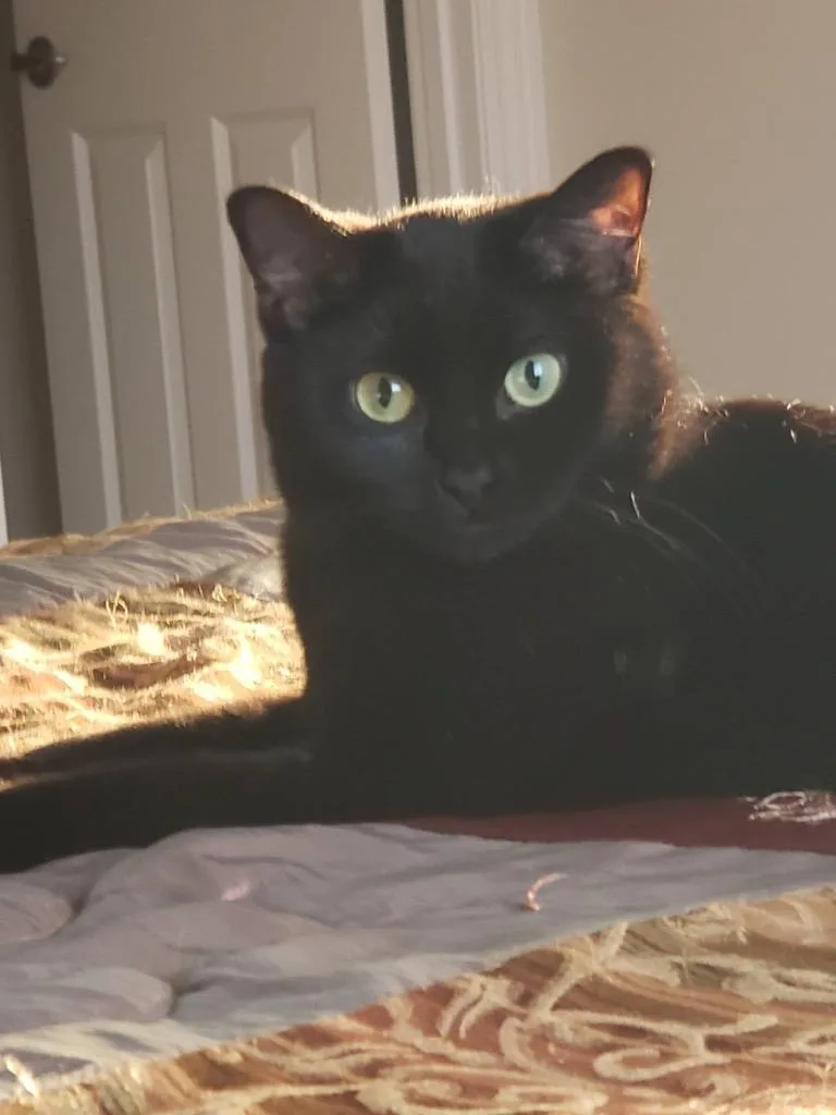 A young small-sized female Domestic Short Hair cat named Frankie for adoption in Ballwin, MO