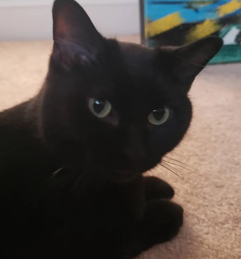 Frankie thumbnail 3